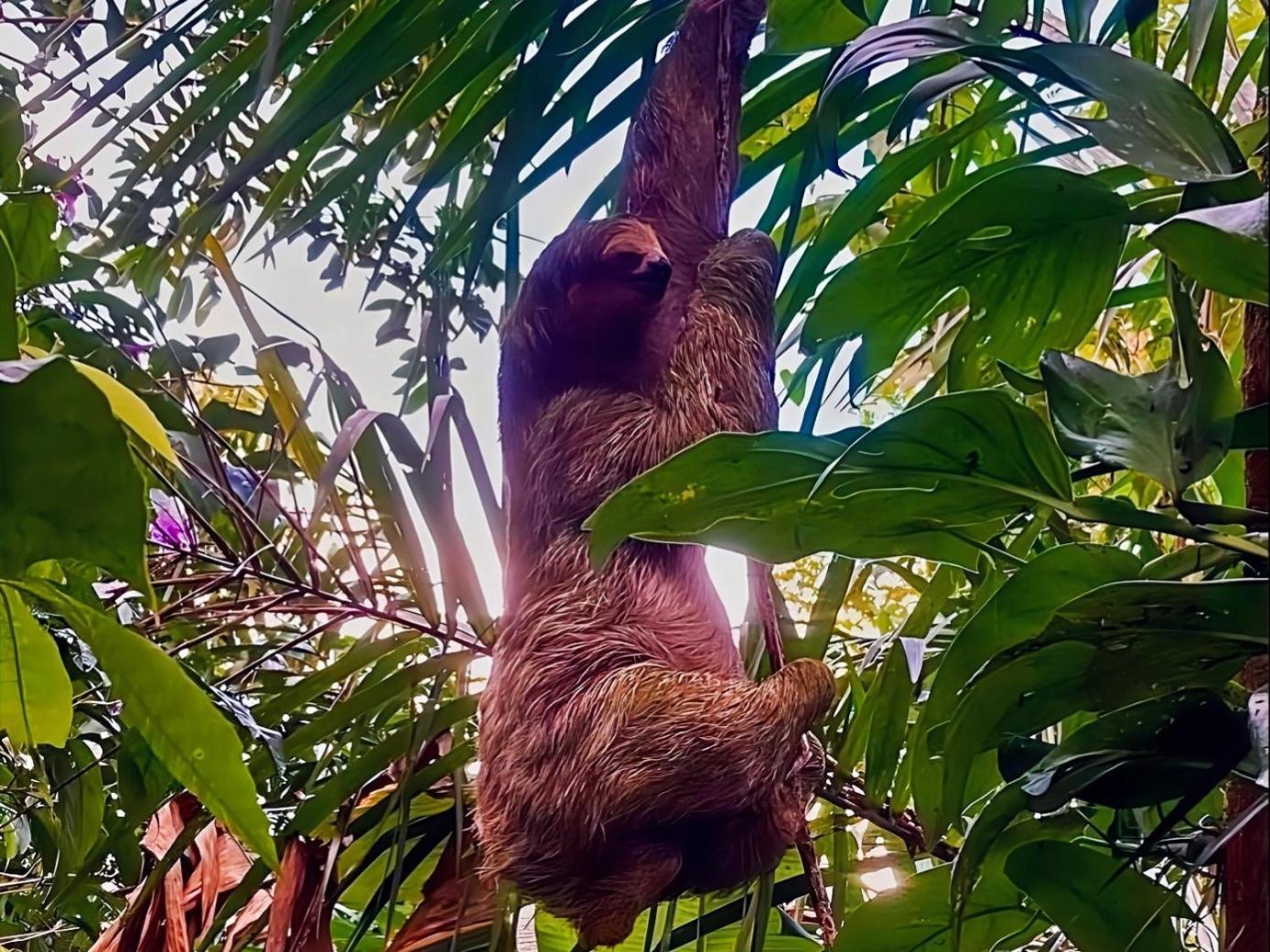 Hope Garden, Sarapiqui, We Connect You With The Sarapiqui Tropical Forest Exterior photo