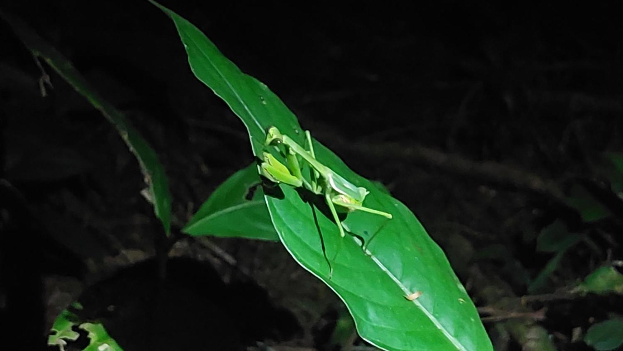 Hope Garden, Sarapiqui, We Connect You With The Sarapiqui Tropical Forest Exterior photo