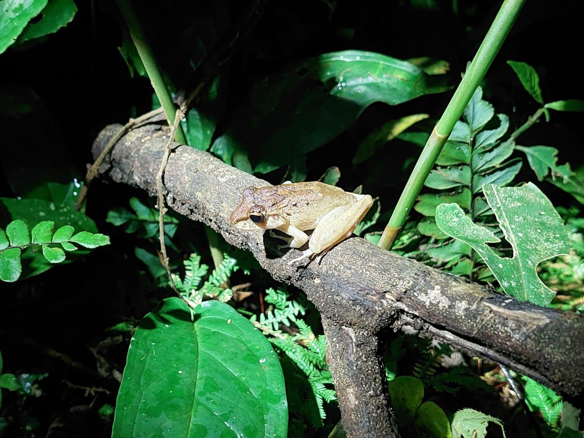 Hope Garden, Sarapiqui, We Connect You With The Sarapiqui Tropical Forest Exterior photo