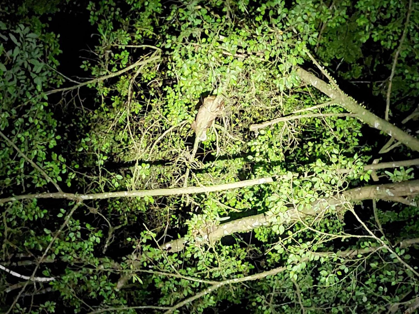 Hope Garden, Sarapiqui, We Connect You With The Sarapiqui Tropical Forest Exterior photo