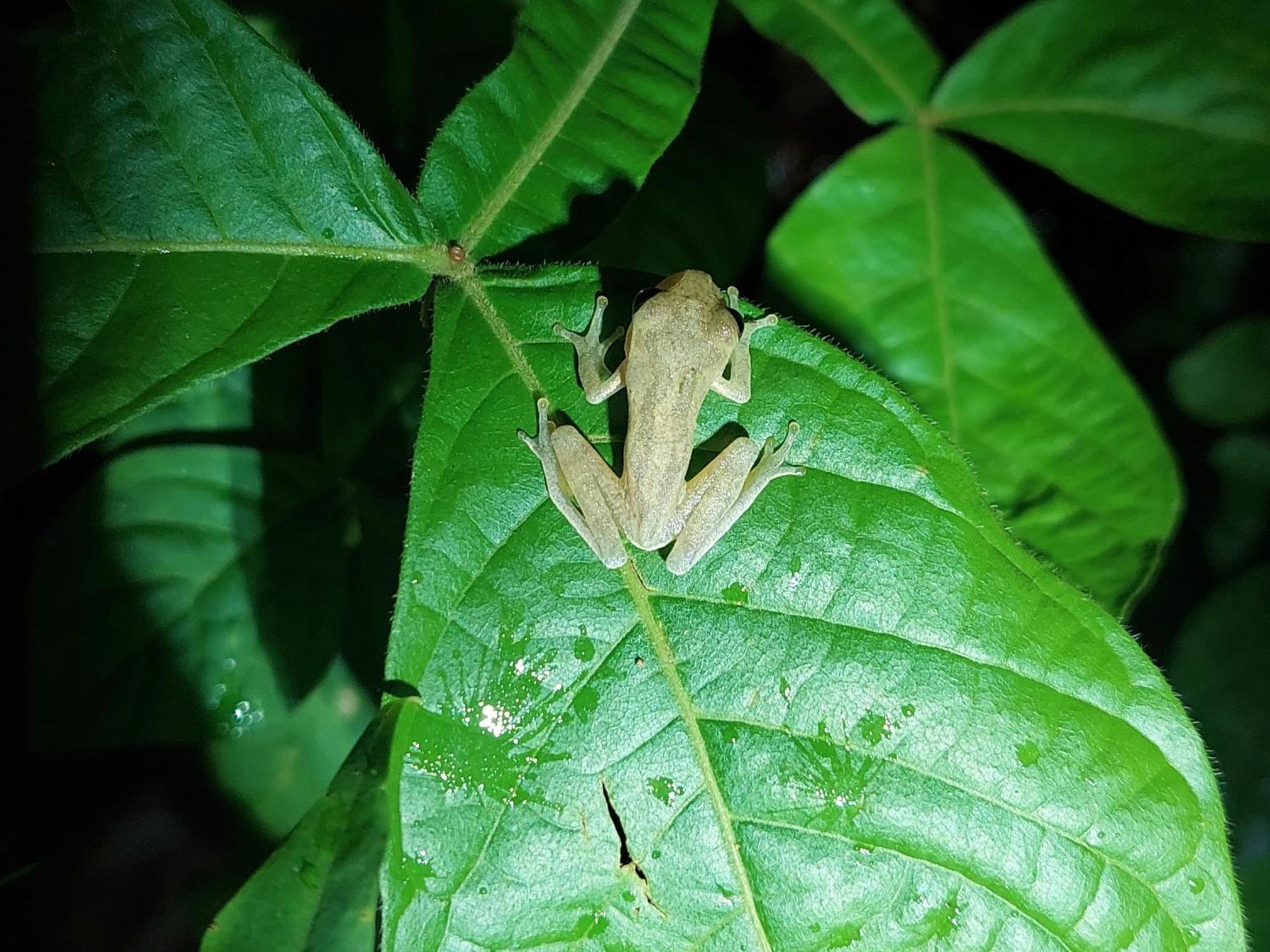 Hope Garden, Sarapiqui, We Connect You With The Sarapiqui Tropical Forest Exterior photo