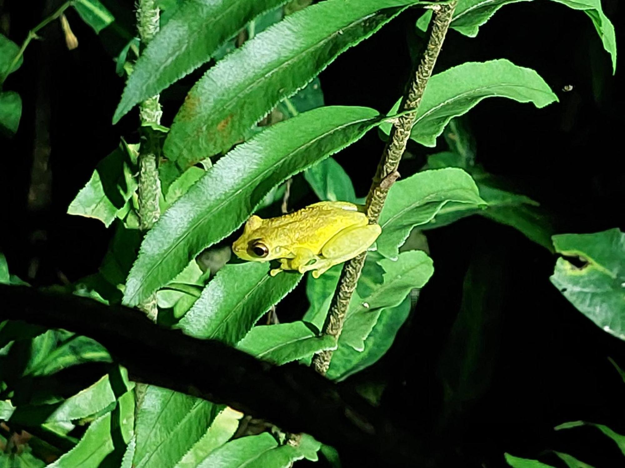 Hope Garden, Sarapiqui, We Connect You With The Sarapiqui Tropical Forest Exterior photo