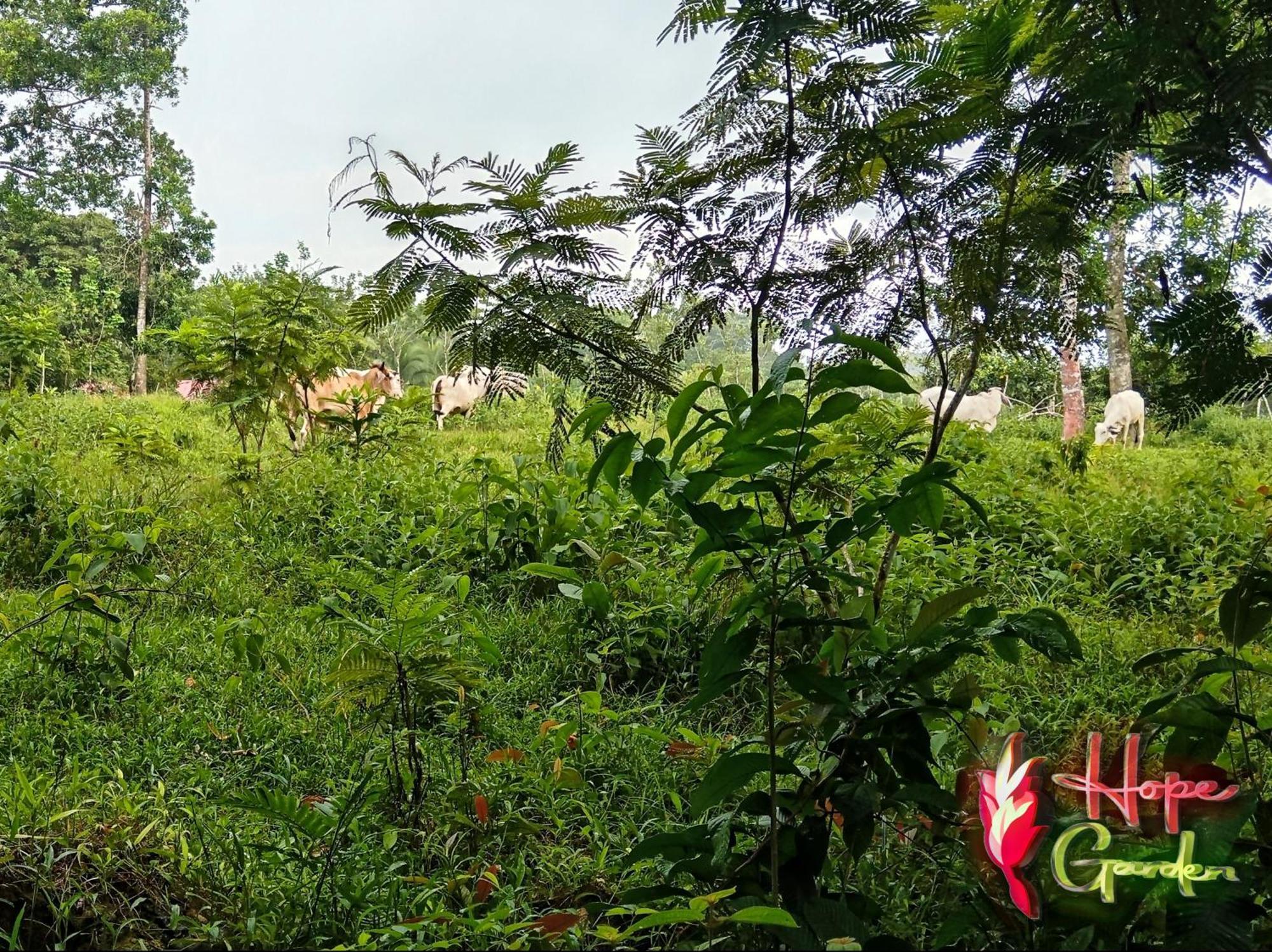Hope Garden, Sarapiqui, We Connect You With The Sarapiqui Tropical Forest Exterior photo
